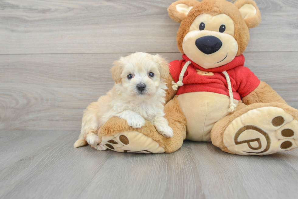 Sweet Maltipoo Baby
