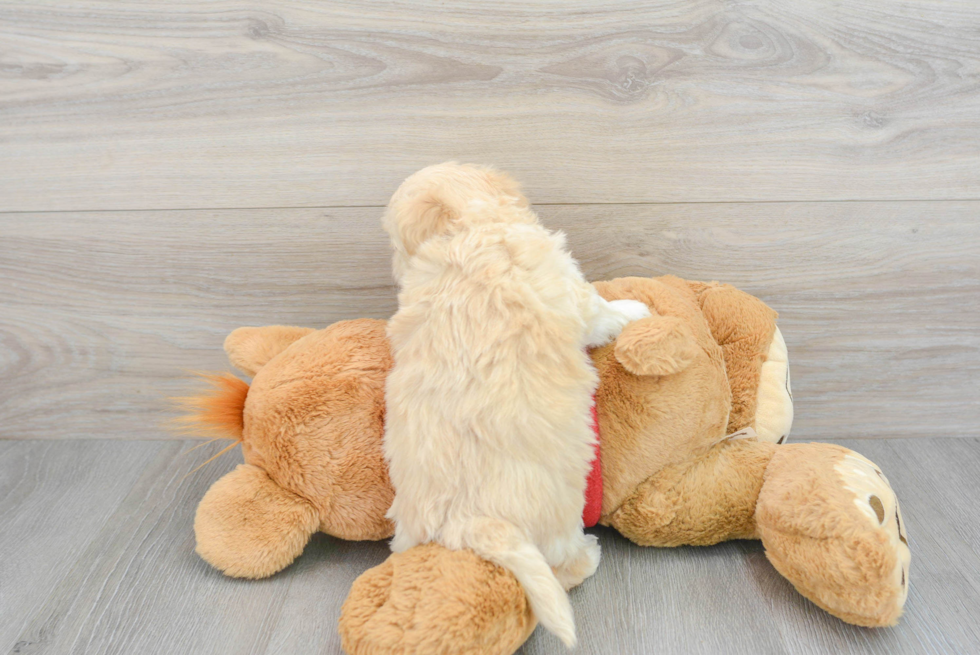 Playful Maltepoo Poodle Mix Puppy