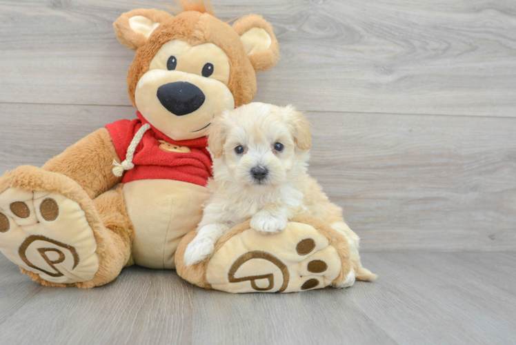 Maltipoo Puppy for Adoption