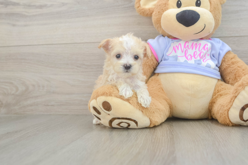 Maltipoo Puppy for Adoption