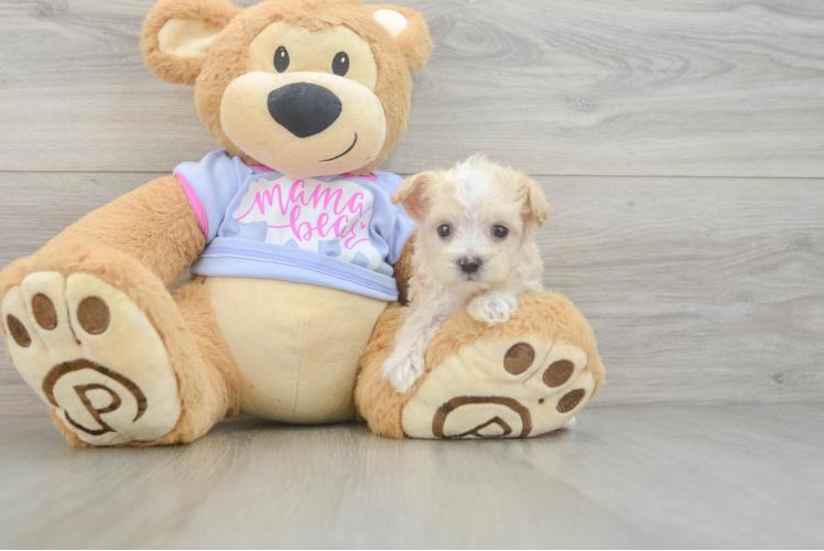 Maltipoo Pup Being Cute