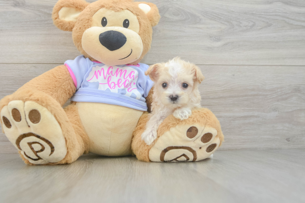 Maltipoo Pup Being Cute