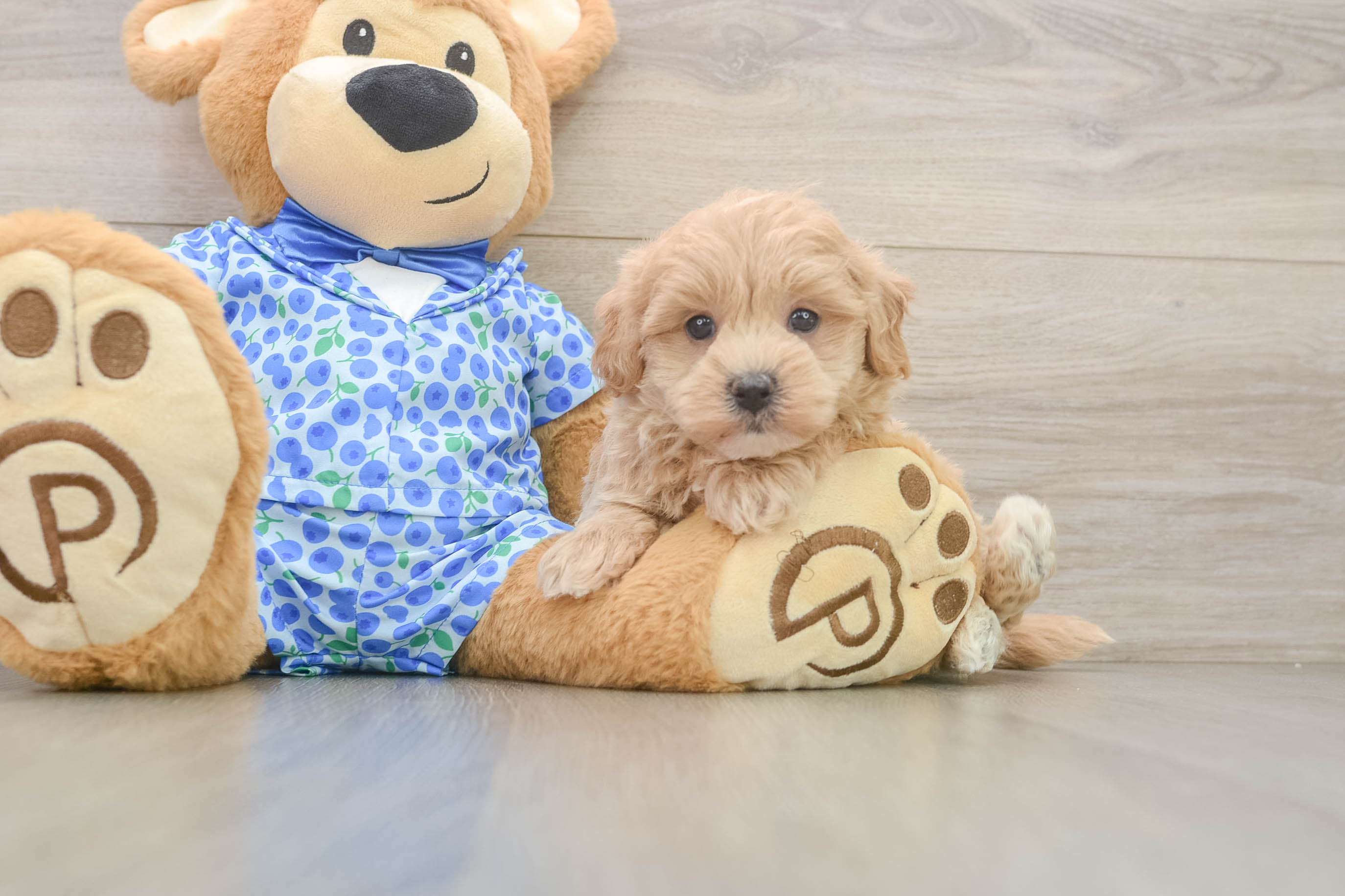 Maltipoo Pup Being Cute