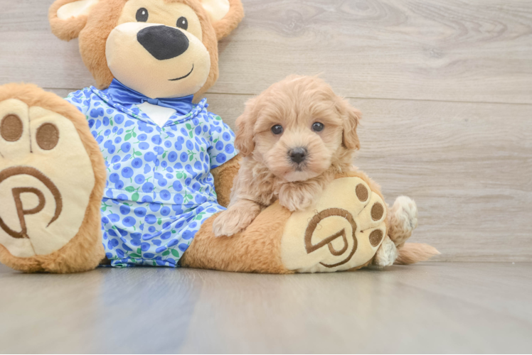 Maltipoo Pup Being Cute