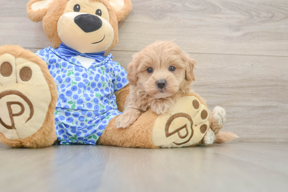 Maltipoo Pup Being Cute