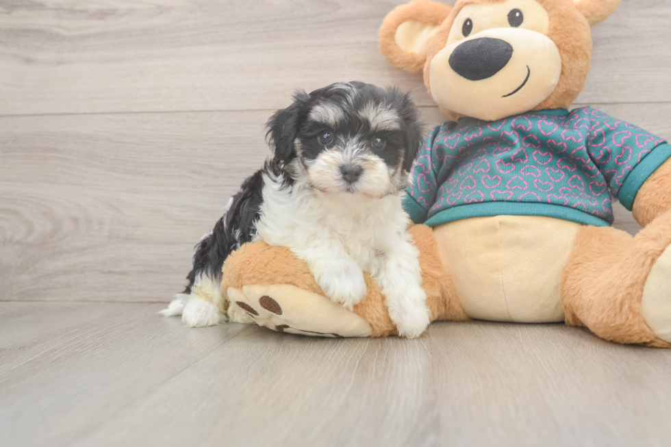 Smart Maltipoo Poodle Mix Pup