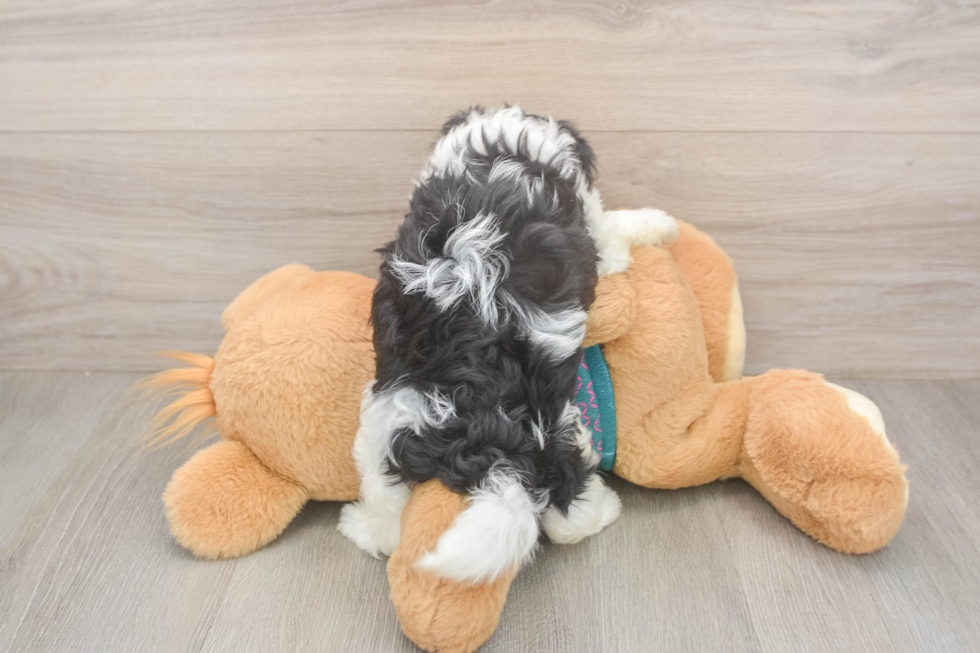 Energetic Multipoo Poodle Mix Puppy