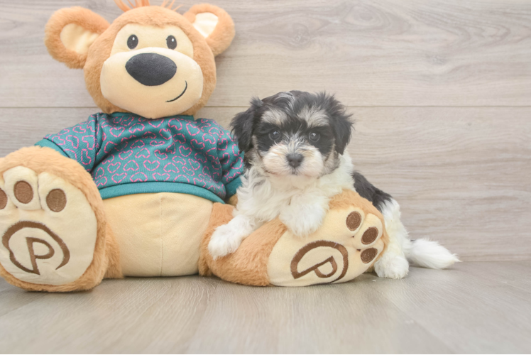 Maltipoo Puppy for Adoption