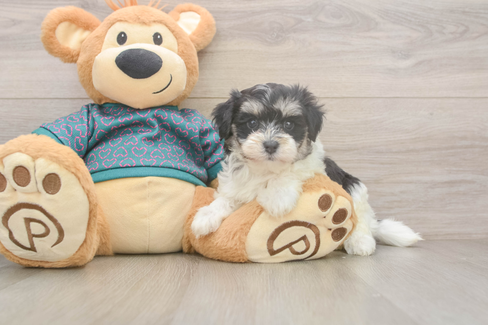 Maltipoo Puppy for Adoption