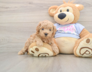 8 week old Maltipoo Puppy For Sale - Premier Pups