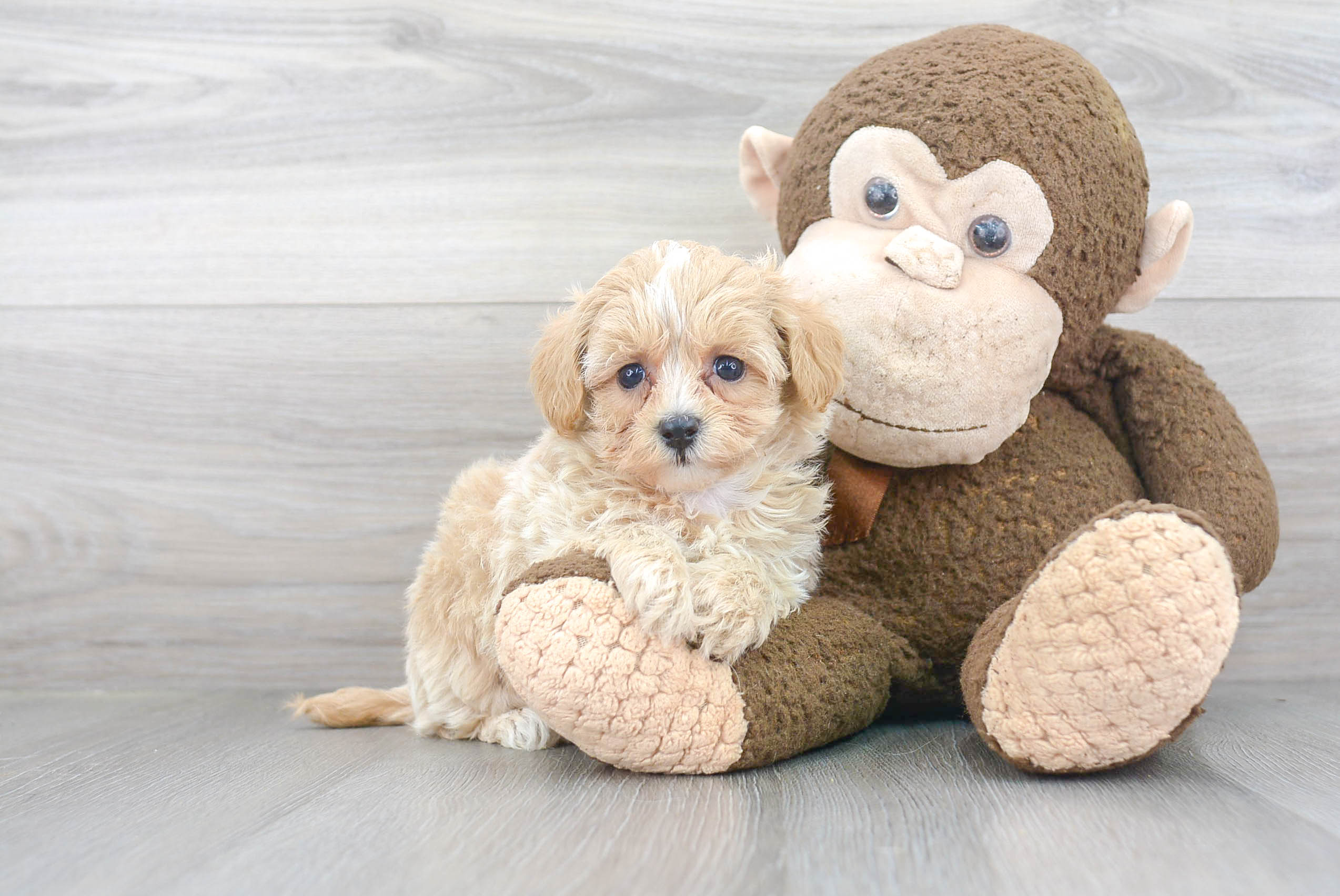 Maltipoo Puppy for Adoption