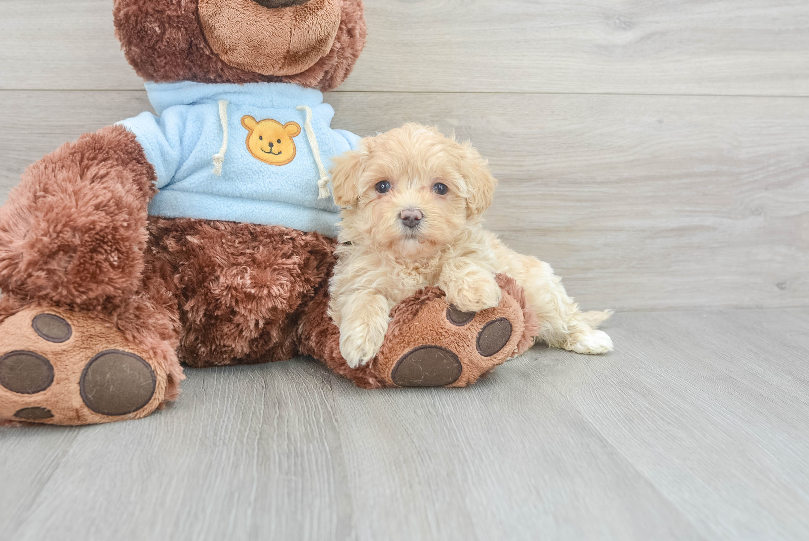 Maltipoo Pup Being Cute