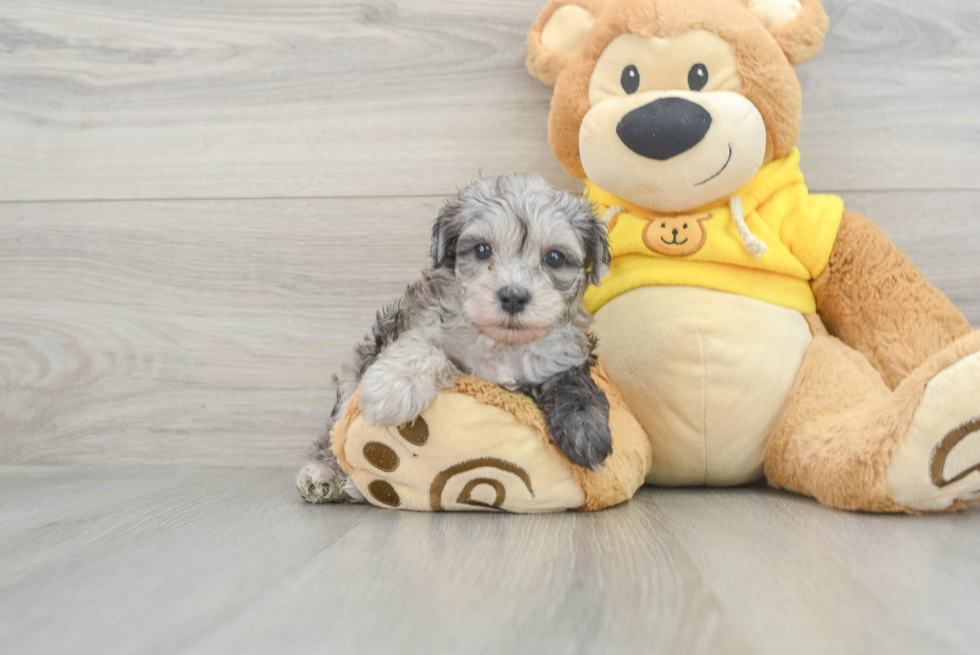 Maltipoo Pup Being Cute