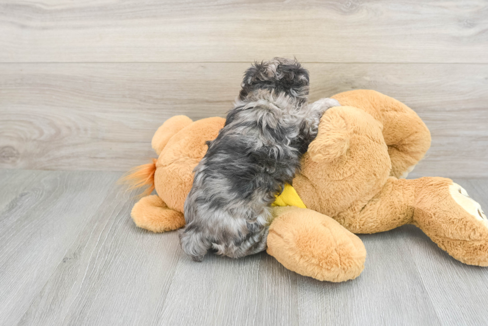 Smart Maltipoo Poodle Mix Pup