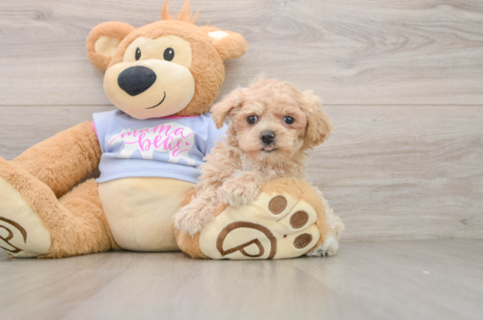 VAL, a Maltipoo littermate