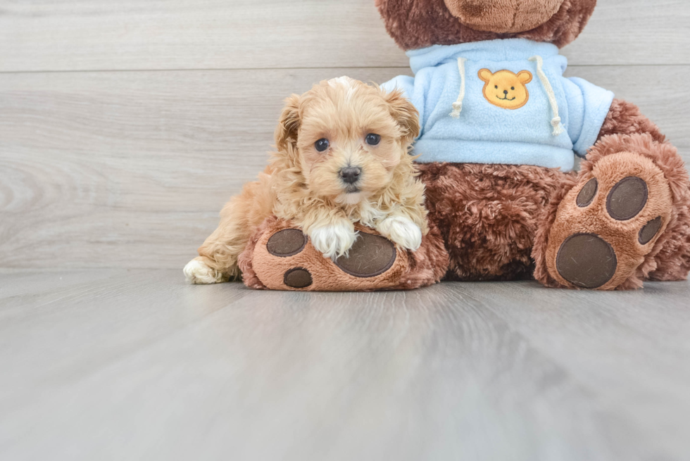 Maltipoo Pup Being Cute