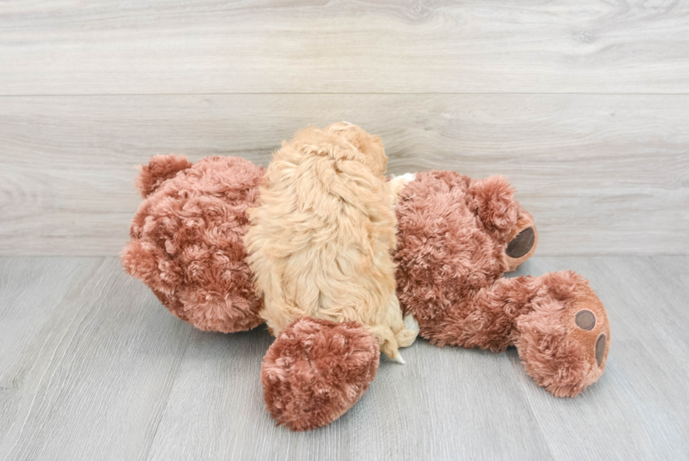 Petite Maltipoo Poodle Mix Pup