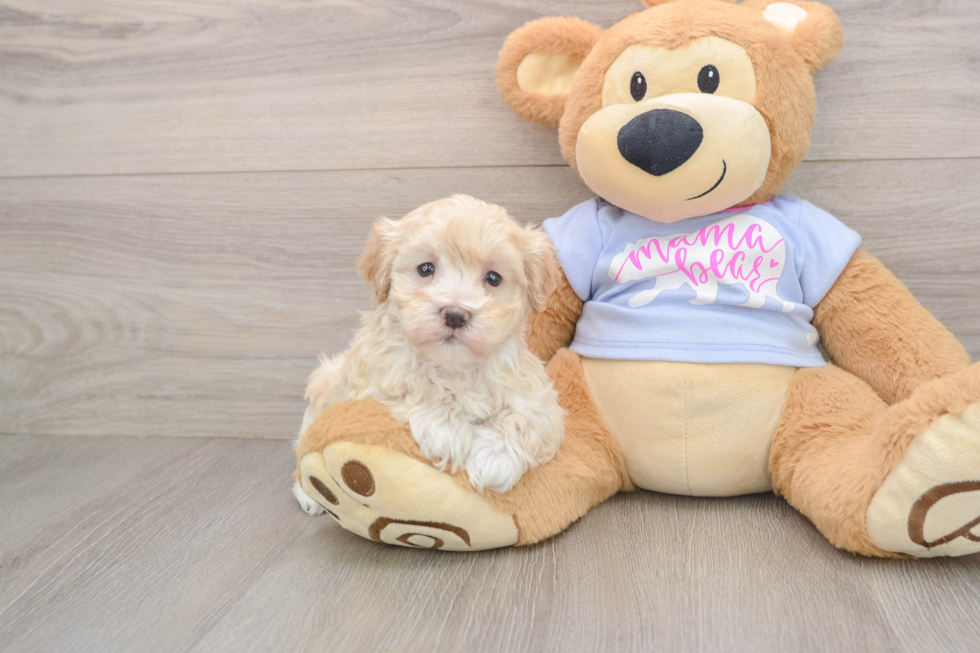 Best Maltipoo Baby