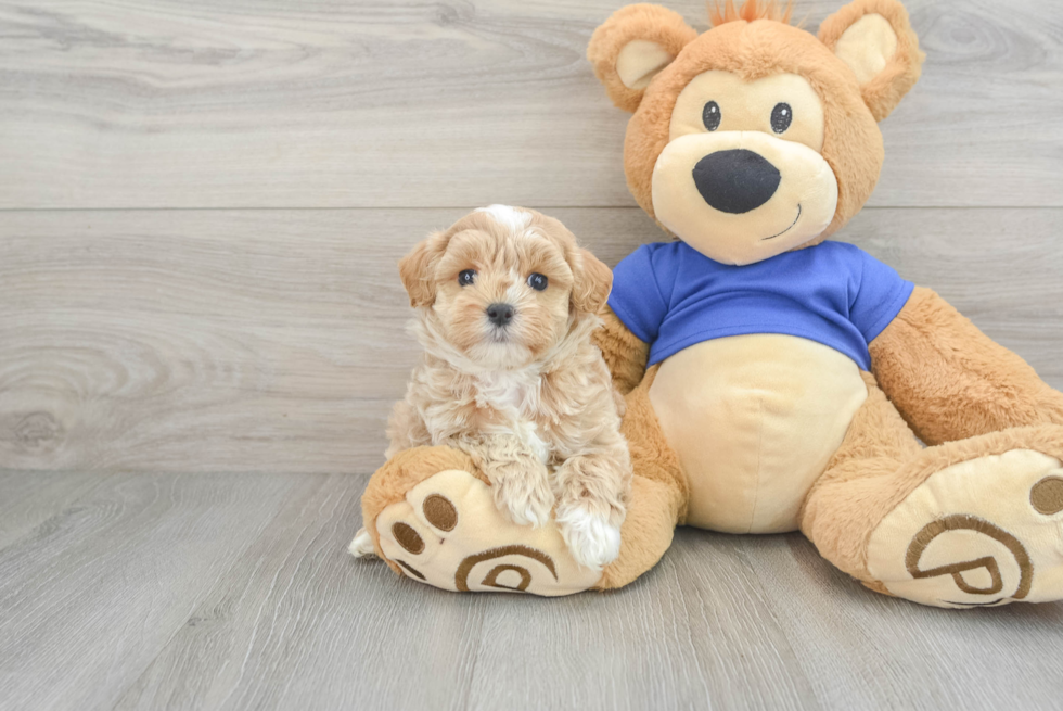 Small Maltipoo Baby