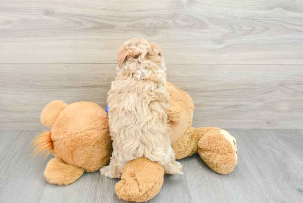 Maltipoo Pup Being Cute