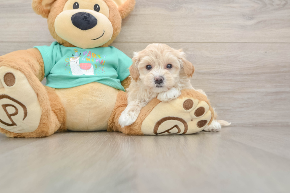 Best Maltipoo Baby