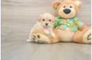 Playful Maltidoodle Poodle Mix Puppy