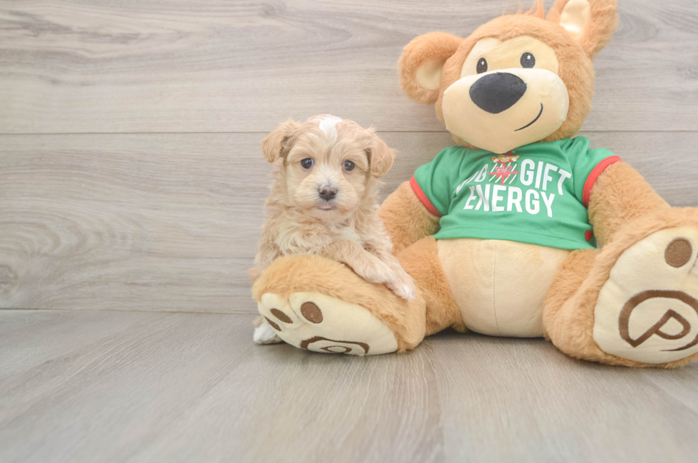 5 week old Maltipoo Puppy For Sale - Premier Pups