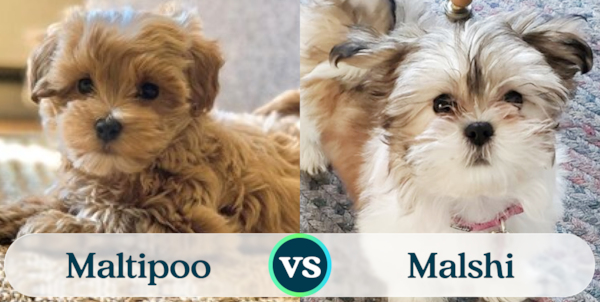 Maltipoo vs Malshi: Breed Comparison - Premier Pups