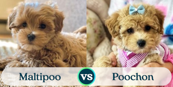 Maltipoo vs Poochon Comparison