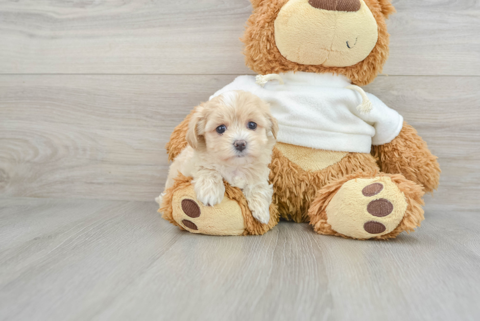 Playful Maltepoo Poodle Mix Puppy