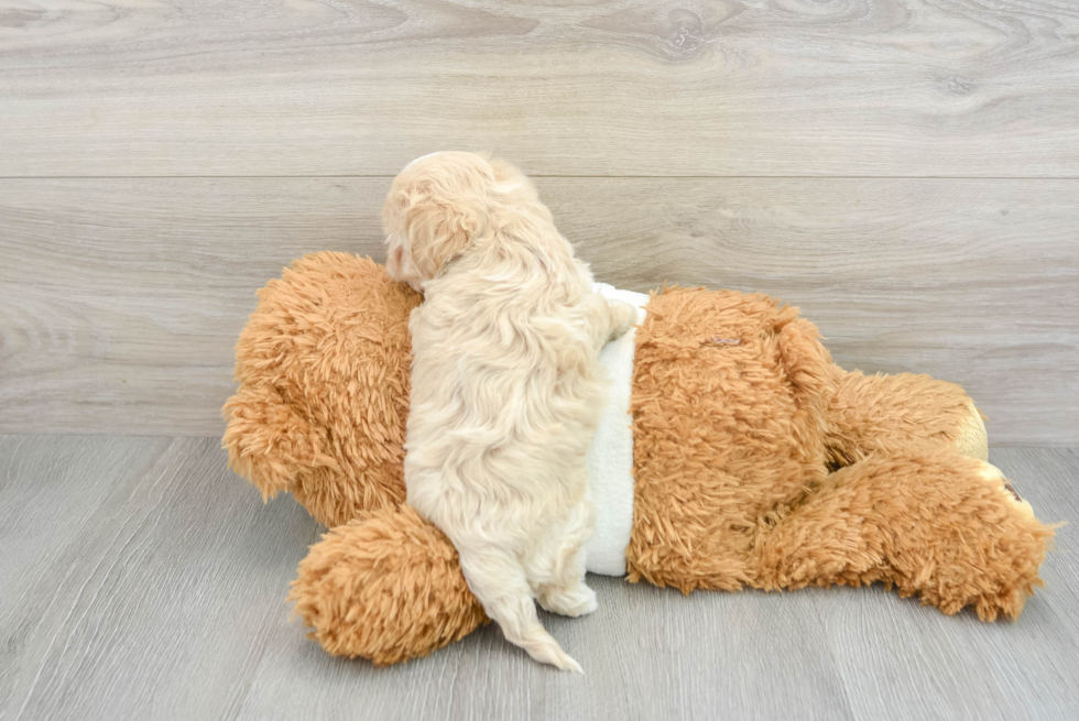 Hypoallergenic Maltese Poodle Poodle Mix Puppy