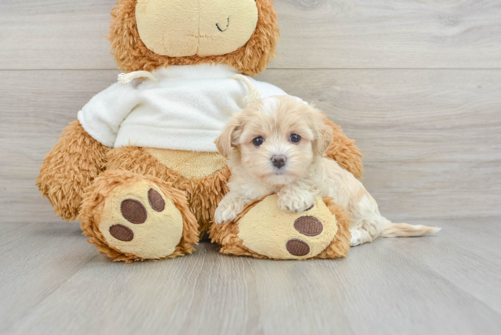 Best Maltipoo Baby