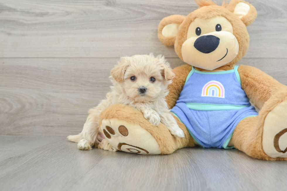 Friendly Maltipoo Baby