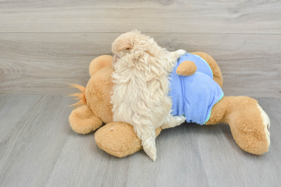 Petite Maltipoo Poodle Mix Pup