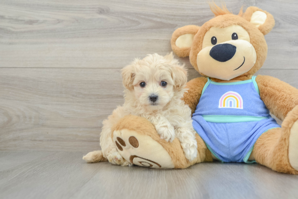 Maltipoo Pup Being Cute