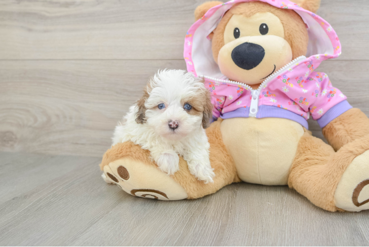 Best Maltipoo Baby