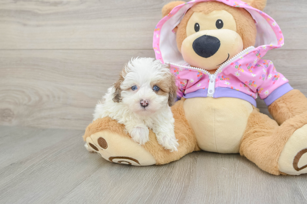 Best Maltipoo Baby
