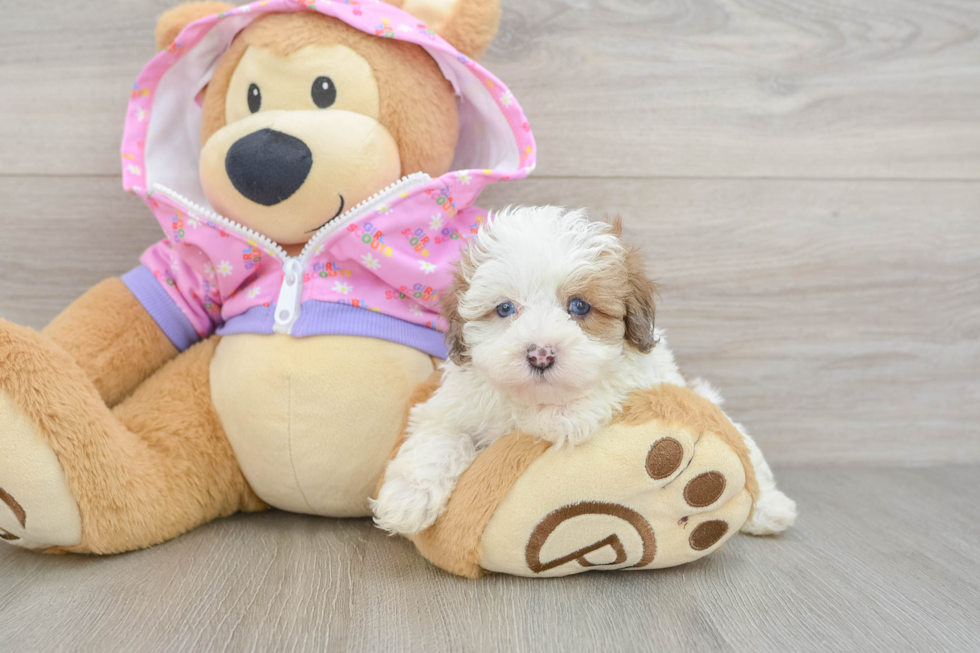 Friendly Maltipoo Baby