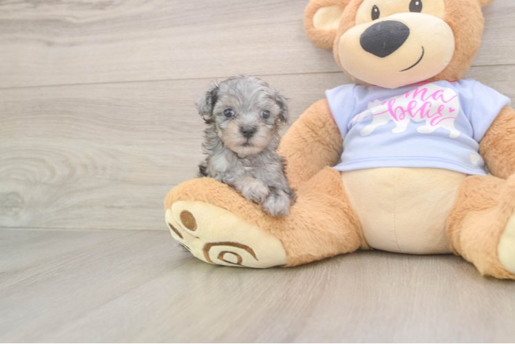 Hypoallergenic Malt a Poo Poodle Mix Puppy