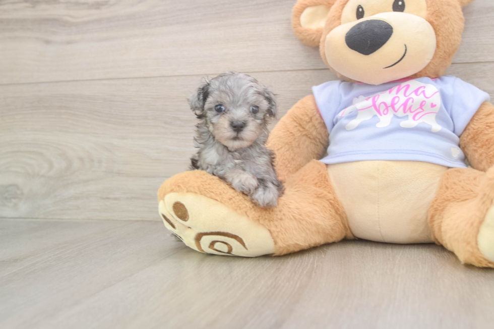 Hypoallergenic Malt a Poo Poodle Mix Puppy