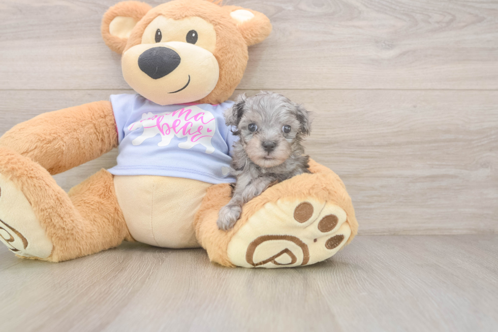 Best Maltipoo Baby