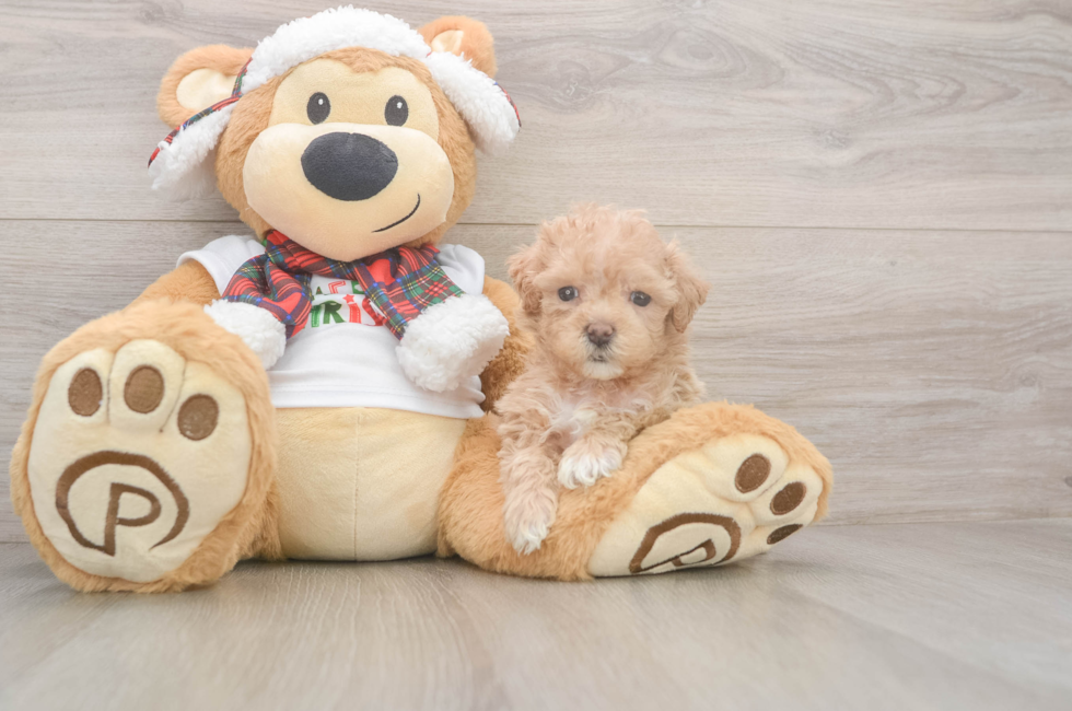 6 week old Maltipoo Puppy For Sale - Premier Pups