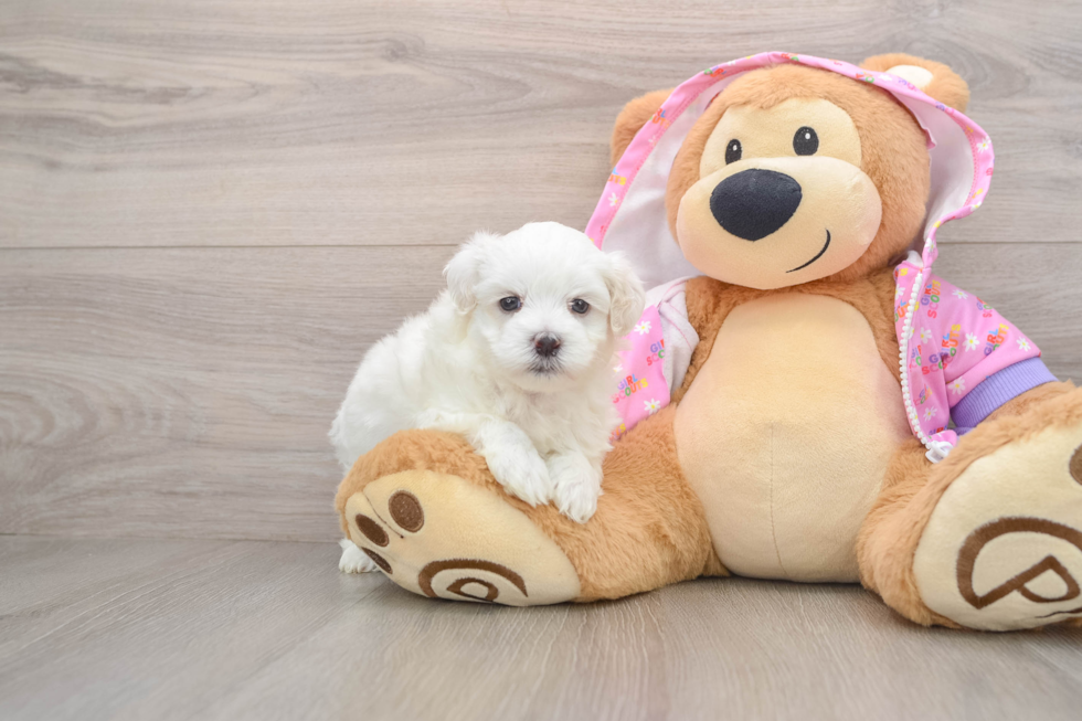Funny Maltipoo Poodle Mix Pup