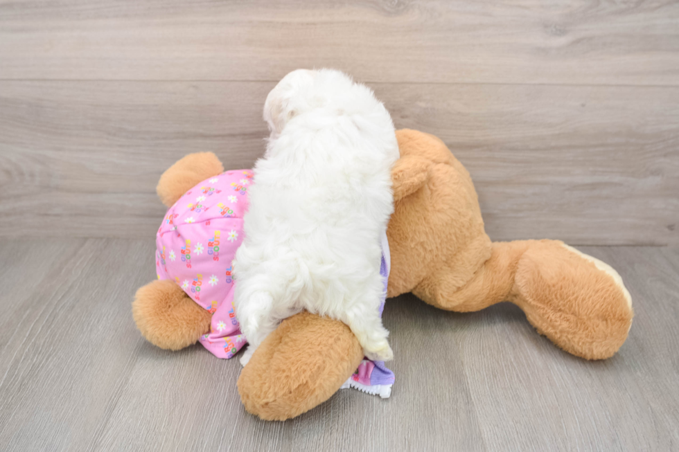 Friendly Maltipoo Baby