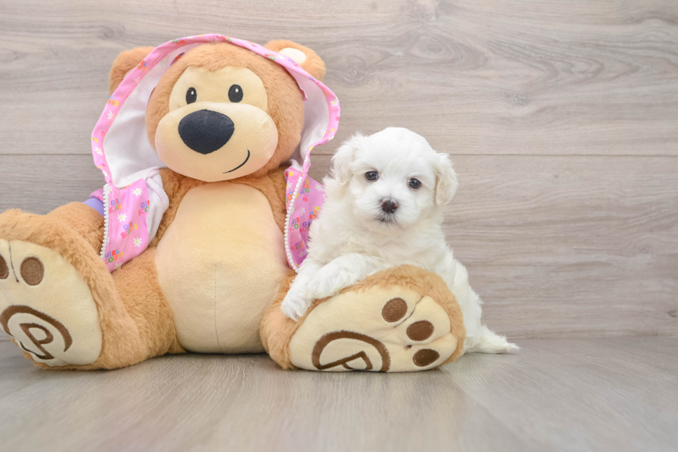 Maltipoo Pup Being Cute