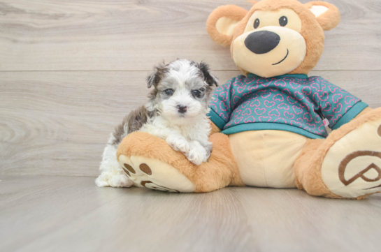 WONKA, a Maltipoo littermate
