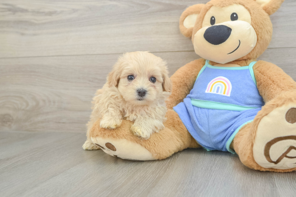 Maltipoo Puppy for Adoption