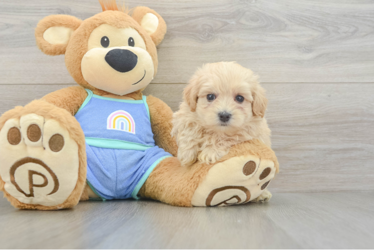 Playful Moodle Poodle Mix Puppy