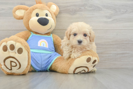 Playful Moodle Poodle Mix Puppy