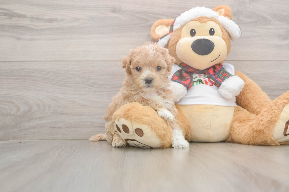 6 week old Maltipoo Puppy For Sale - Premier Pups